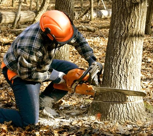 Tree Removal in Tuskegee Institute, AL
